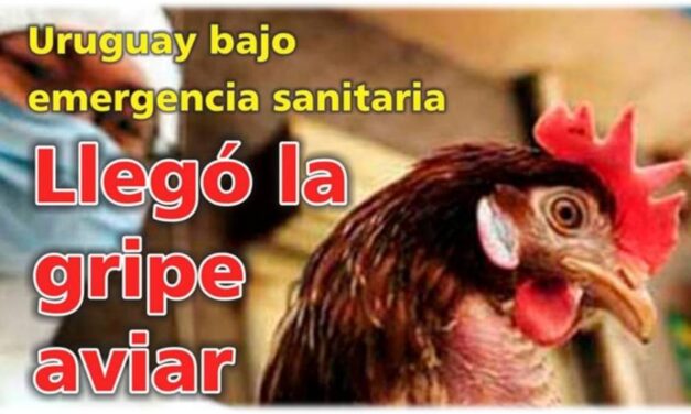 Palenque Rural: Llegó la gripe aviar