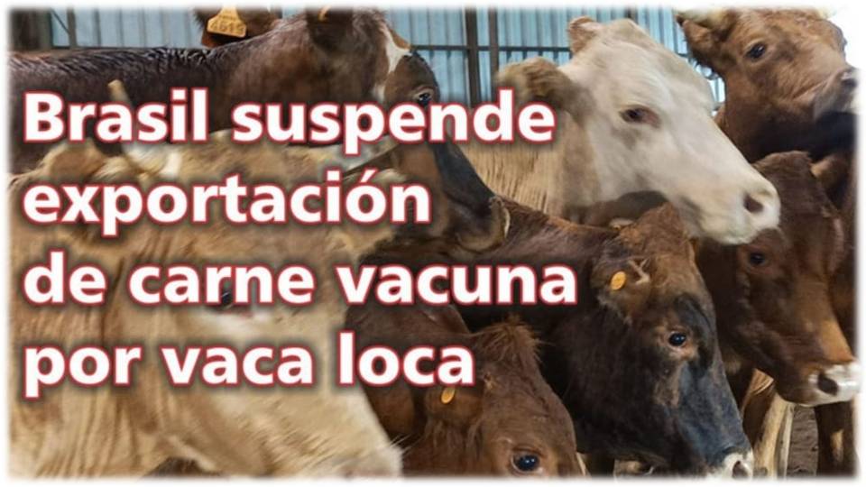 Palenque Rural: vaca loca en Brasil