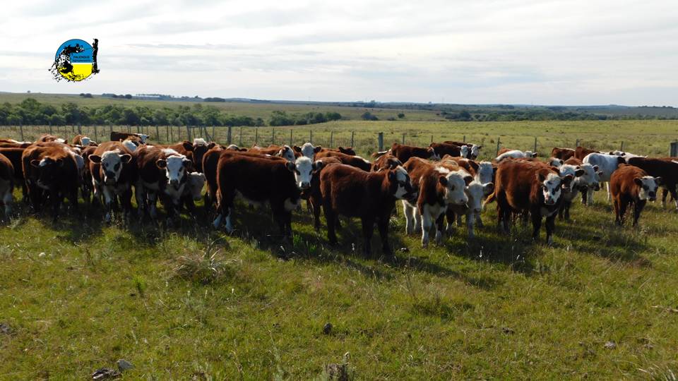 imagen de ganado, novillo mercosur: nuevamente alza en argentina 