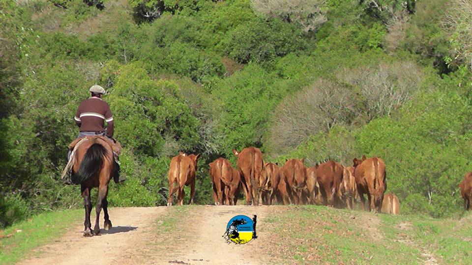 IMAGEN DE PERSONAL DE CAMPO LLEVANDO GANADO AUTORIZACIONES DE PASTOREO DE ANIMALES 