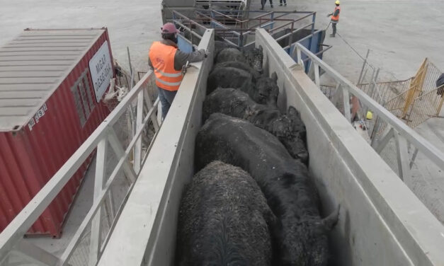 Uruguay exportará ganado bovino en pie a Marruecos