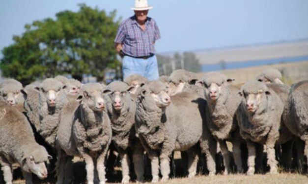 Los Merino de «El Arazá» se venden en Don Tito