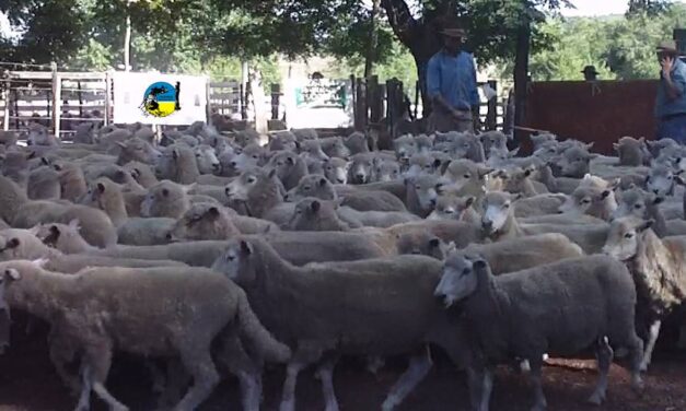 Luján sigue destacándose por los lanares