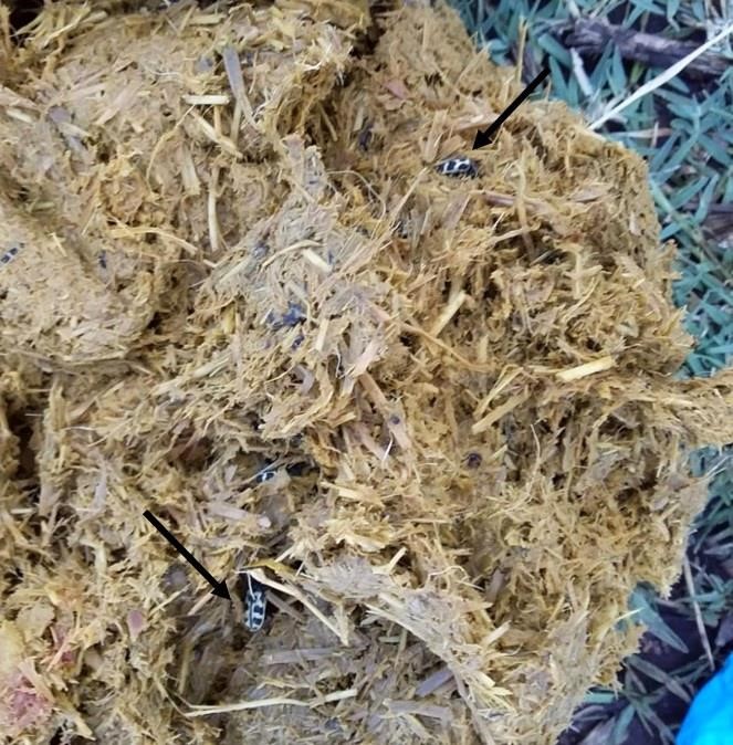 IMAGEN DEL ESCARABAJO "SIETE DE ORO"