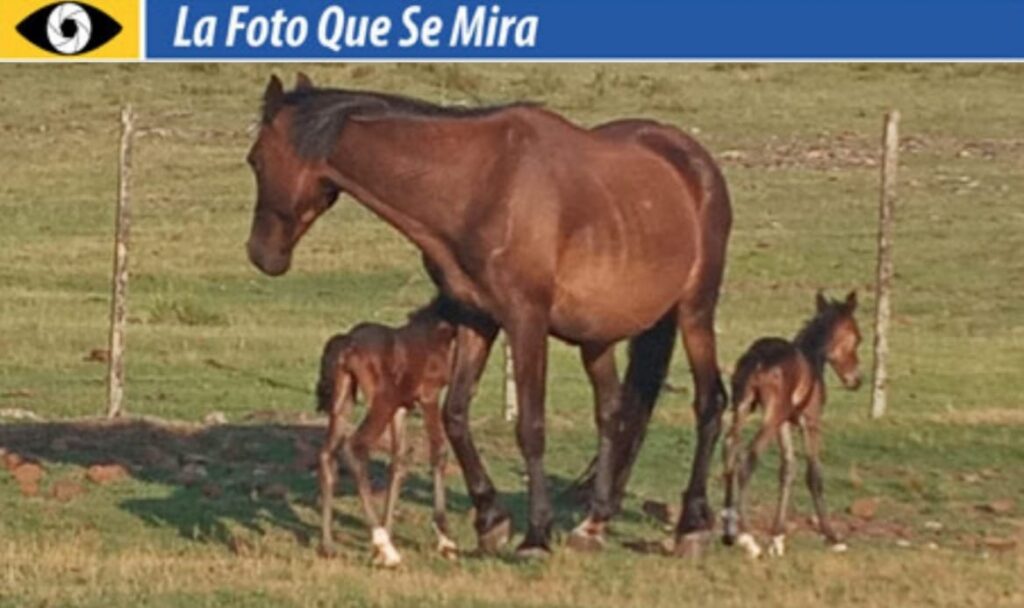 imagen de yegua parida con mellizos, la foto que se mira