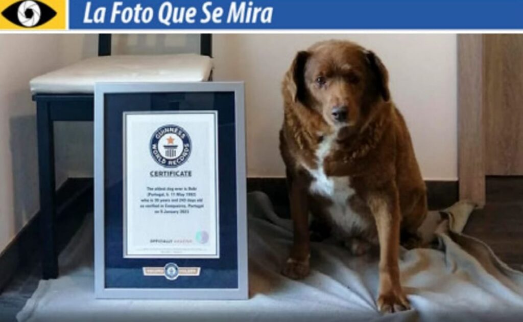 LA FOTO QUE SE MIRA, IMAGEN DE BOBI EL PERRO MÁS LONGEVO DEL MUNDO 
