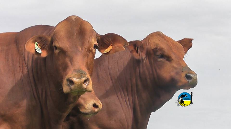 IMAGEN DE GANADO VACUNO, VACA LOCA: BRASIL SUSPENDE EXPORTACIONES A CHINA