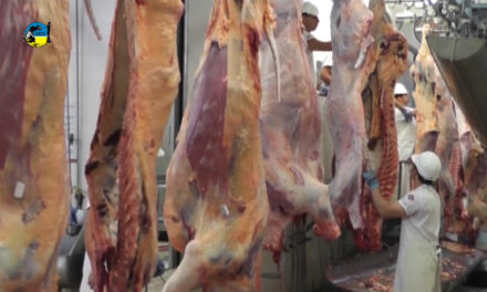 Carne bovina cotizó a U$S 4.710 la tonelada