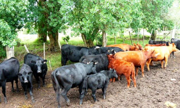 DGDR otorga Microcrédito Rural