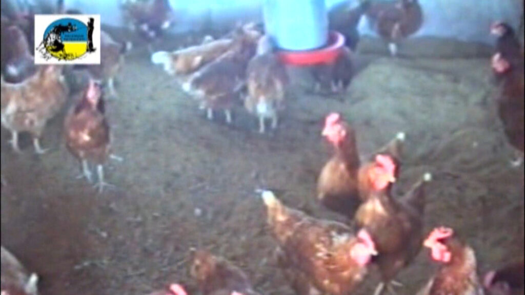 imagen de gallinas en criadero, caso de gripe aviar en san gregorio de polanco, tacuarembó, uruguay 
