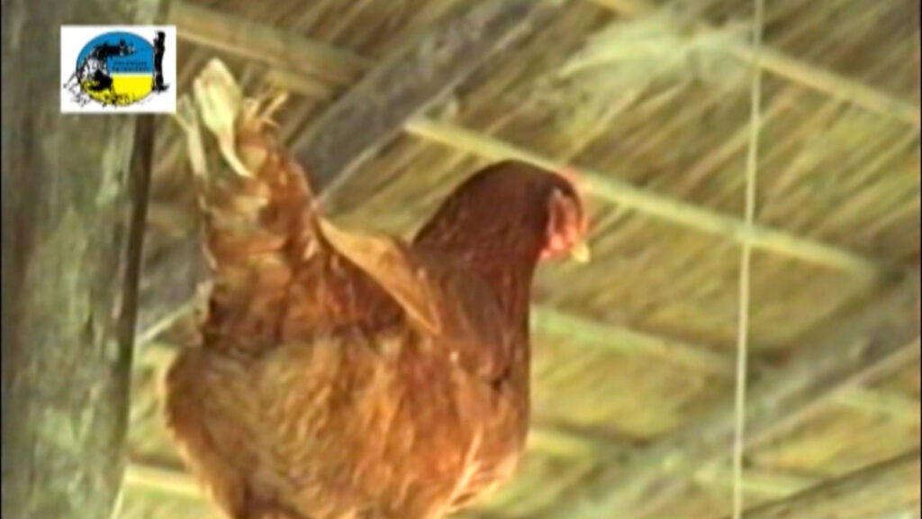 imagen de gallina, caso de influenza aviar en aves de traspatio en Colonia.