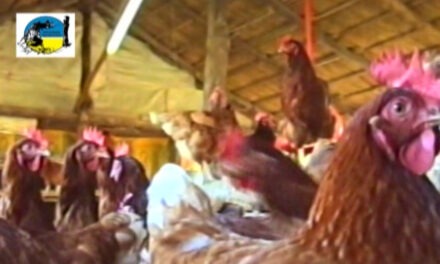 Caso de Gripe Aviar en San Gregorio de Polanco