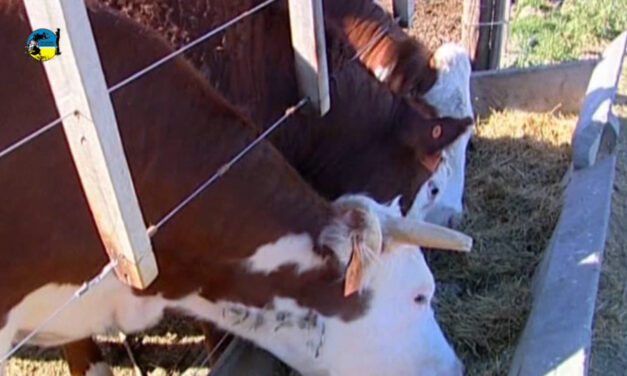 Novillo: vaca loca pegó duro en ganaderías tropicales