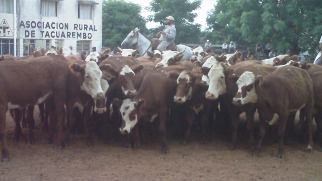 imagen de vacas en la pista de ventas, un destacado remate en la rural de tacuarembó