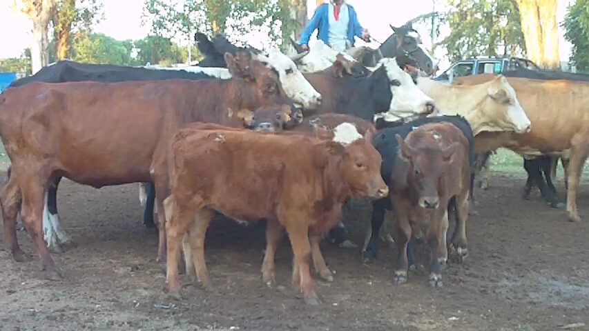 IMAGEN DE GANADO EN LA PISTA DE CURTINA TUVO BUENOS GANADO Y 100% DE VENTAS