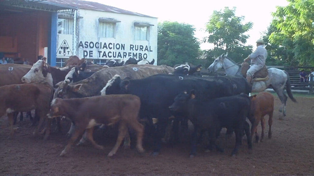 IMAGEN DE GANADOS EN LA PISTA EN UN EXCELENTE REMATE EN LA RURAL DE TACUAREMBÓ