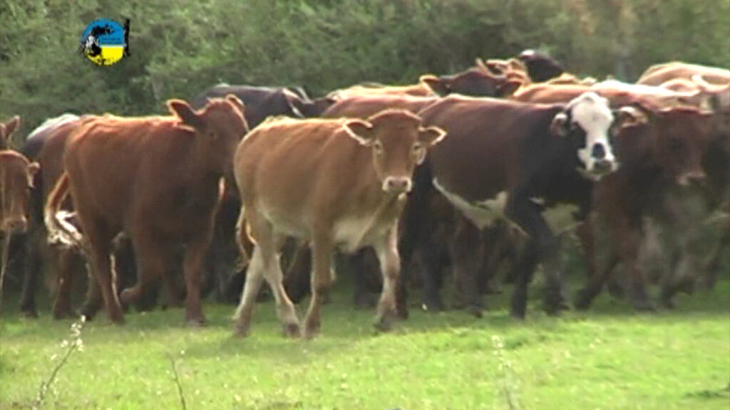 IMAGEN DE GANADO EN EL CAMPO, NOVILLO MERCOSUR: BRASIL REACCIONÓ POR CHINA