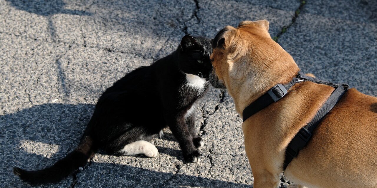 Control de la población canina