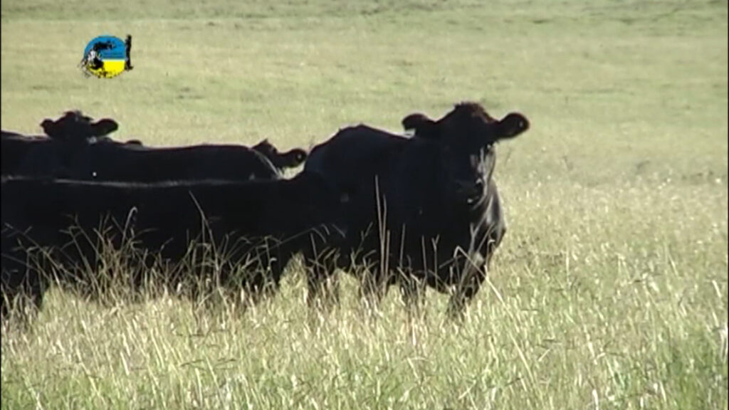 imagen de ganado en el campo, mercado ganadero nacional e internacional 