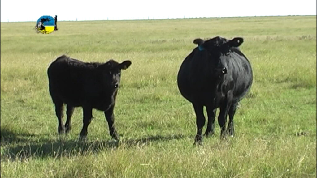 IMAGEN DE VACA CON TERNERO EN EL CAMPO, MERCADO GANADERO: LA LLUVIA COMO DETONANTE