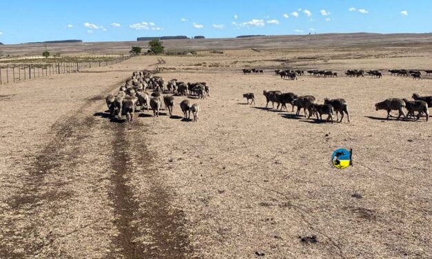 Nueva prórroga de la contribución rural