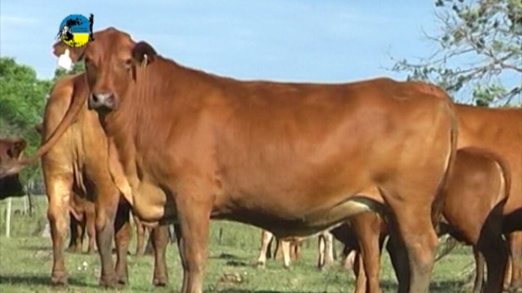 imagen de vaca brangus, pantalla uruguay dispersó el 85.75% de la oferta