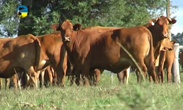 Pantalla Uruguay dispersó el 85.75% de la oferta