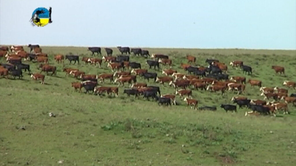 imagen de ganado en el campo, novillo mercosur sigue en suba 
