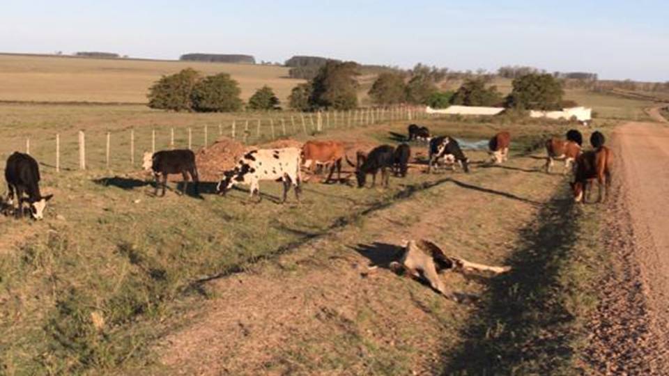 Plan de contingencia alimentaria para microproductores