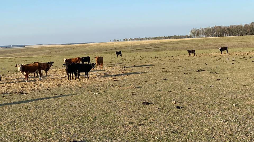 animales en campo de sequía, se extendió autorización de pastoreo en vía pública 