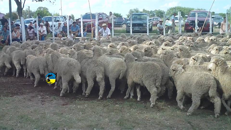 IMAGEN DE LANARES EN ZAPARÁ: TARDE DE MUCHO CALOR PERO BUENAS VENTAS 