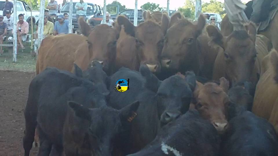 IMAGEN DE PIEZAS DE CRÍA EN LA PISTA DE ZAPARÁ: TARDE DE MUCHO CALOR PERO BUENAS VENTAS 