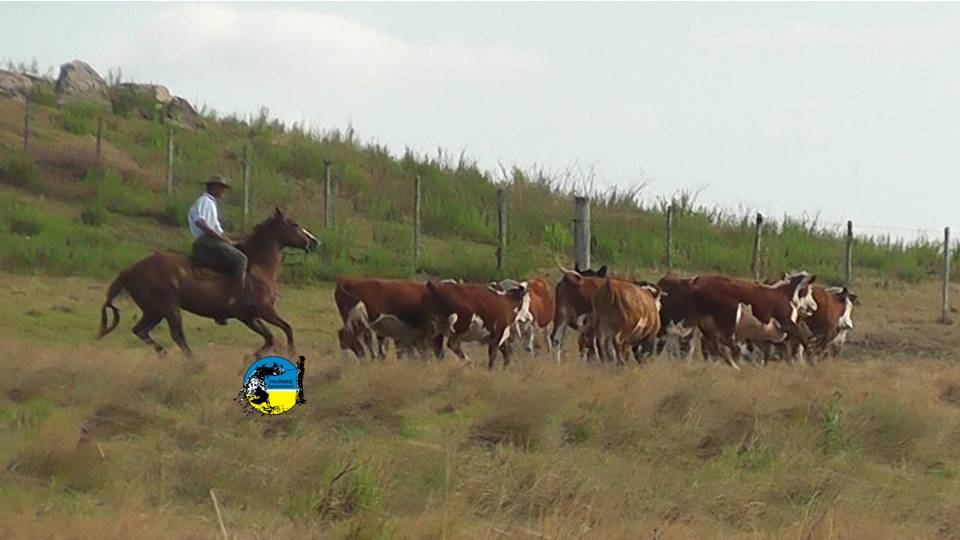 imagen de ganado en el campo, lote 21 colocó el 91.8% de la oferta