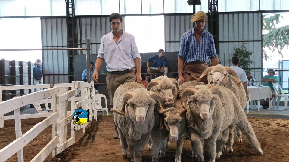imagen de carneros en pista, los merinos de el arazá y petra hilaron fino en don tito