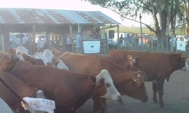 Feria en Cerro del Ombú