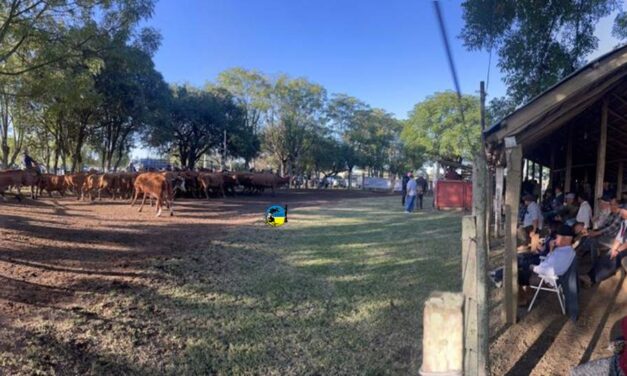 De Palleja vendió 1.034 vacunos en Paso Casildo