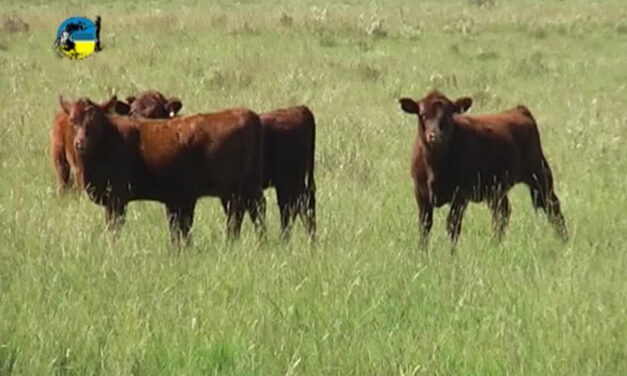 Venta del 100% en el remate Select de Pantalla Uruguay