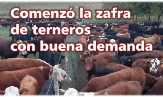 Palenque Rural: comenzó zafra de terneros
