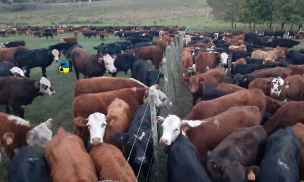 Novillo Mercosur: dólar agro generó ruido en el mercado