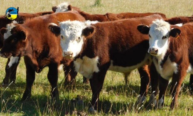 Novillo Mercosur: dólar carne llegó a $200 en Argentina