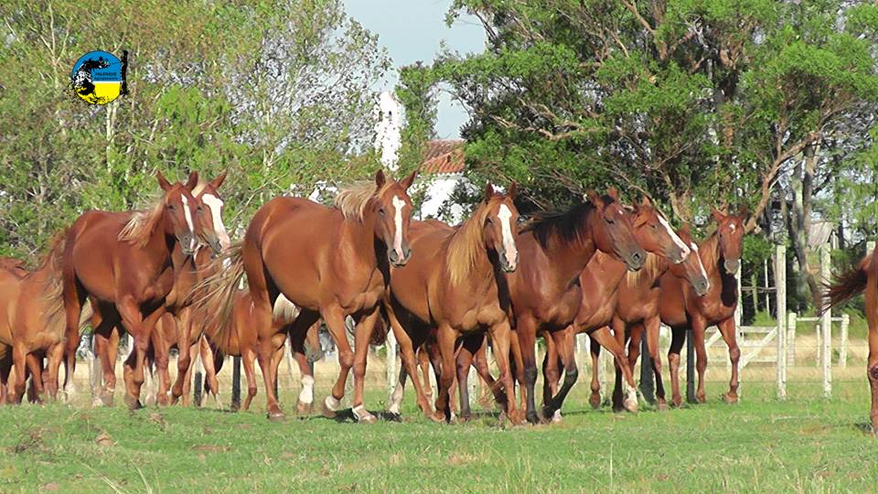 imagen de caballos, el precio del yeguarizo subió 2.7% en marzo 