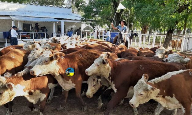 Feria en Ansina con más de 1.000 vacunos