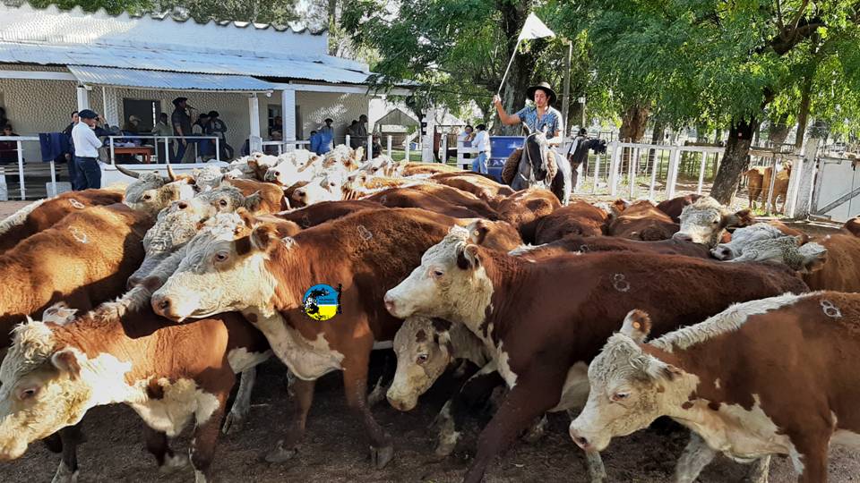 Feria en Ansina con más de 1.000 vacunos