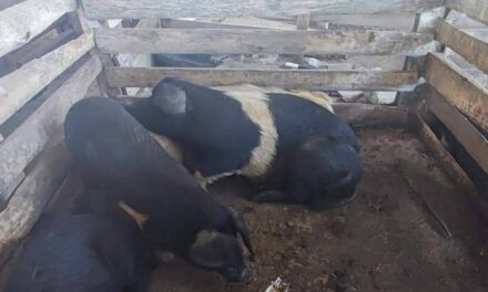 La Pedrera: ventas totales de cerdos y lanares