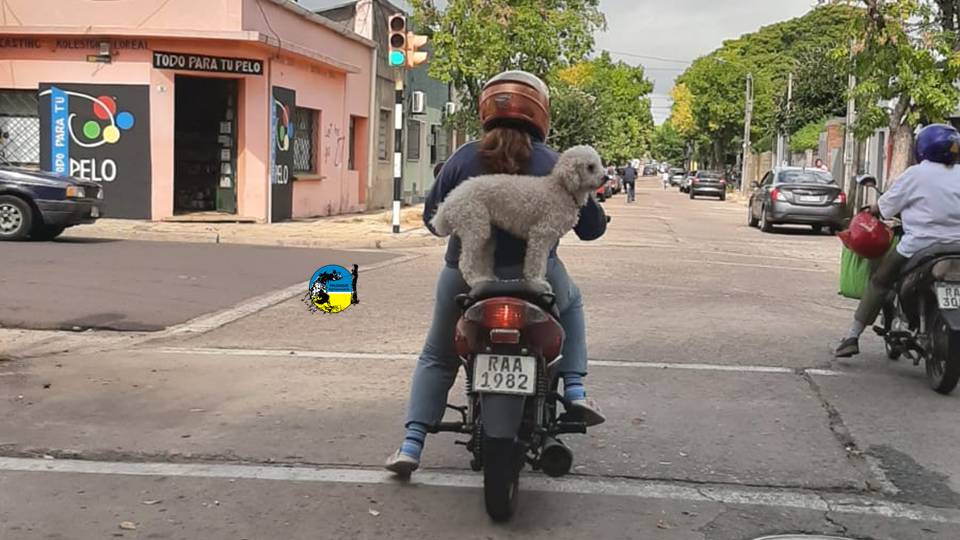 imagen de una señora en moto llevando un perro parado en el asiento trasero