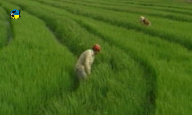 Superficie sembrada de arroz fue 147.031 hectáreas