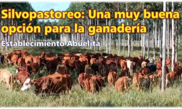Palenque Rural: Silvopastoreo una buena opción