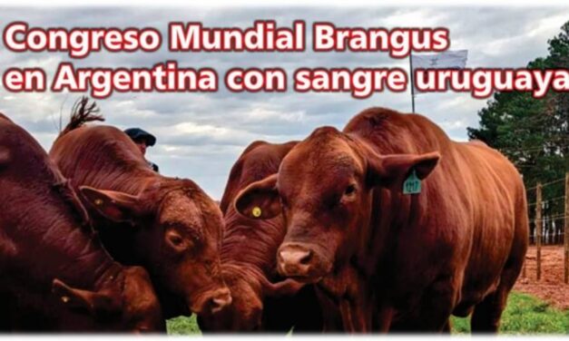 Palenque Rural: Congreso Mundial Brangus