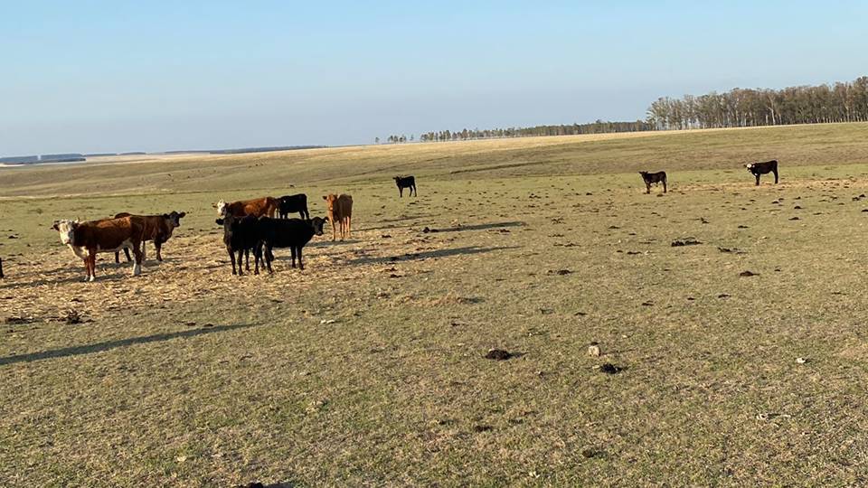 imagen de ganado en campo con sequía, se extendió por 30 días más el pastoreo de animales en la vía pública 