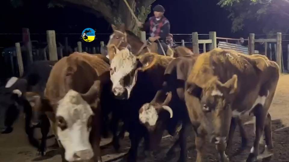 imagen de ganado en pista en local paso casildo: lote de terneros pesados a u$s 536